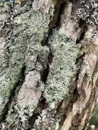 Image of shield lichen