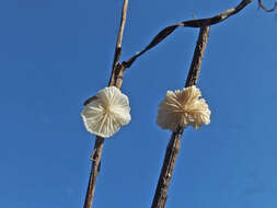 Crepidotus epibryus (Fr.) Quél. 1888 resmi