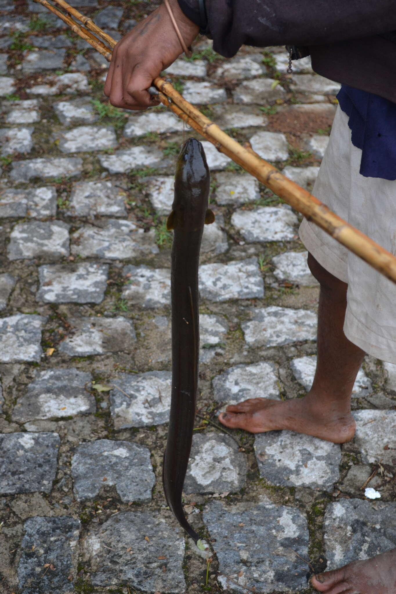 Image of African longfin eel