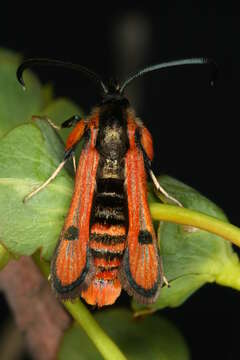 Image de Chamaesphecia anthraciformis Rambur 1832