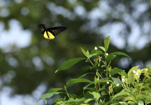 Image of Golden Birdwing Butterfly