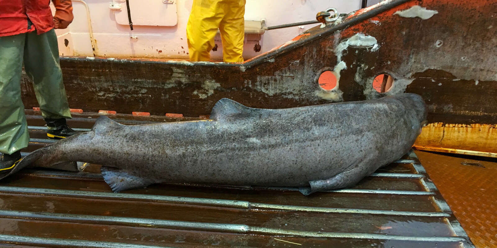 Image of sleeper shark