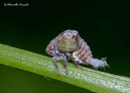 Image of Green Coneheaded Planthopper