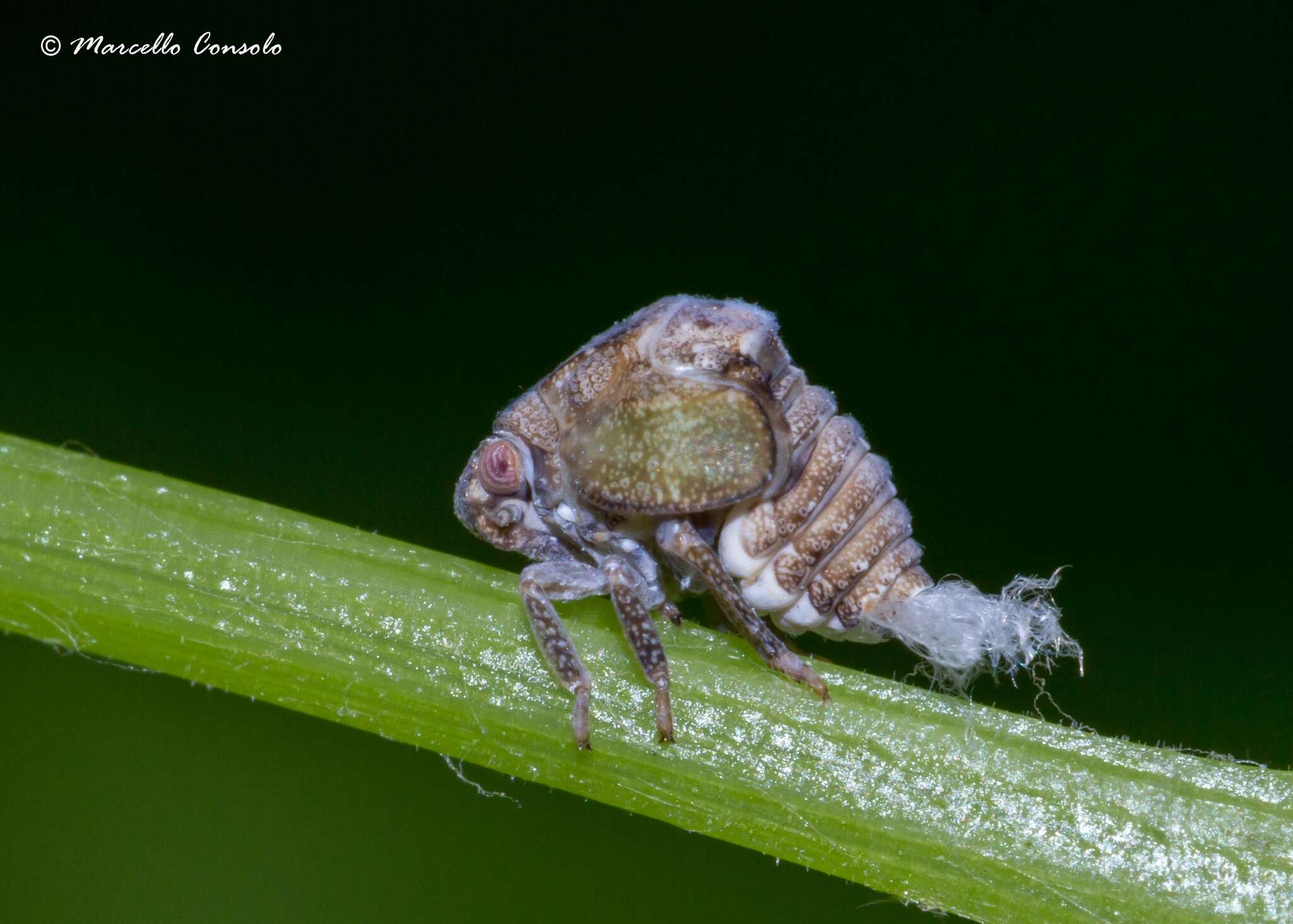 Image of Green Coneheaded Planthopper