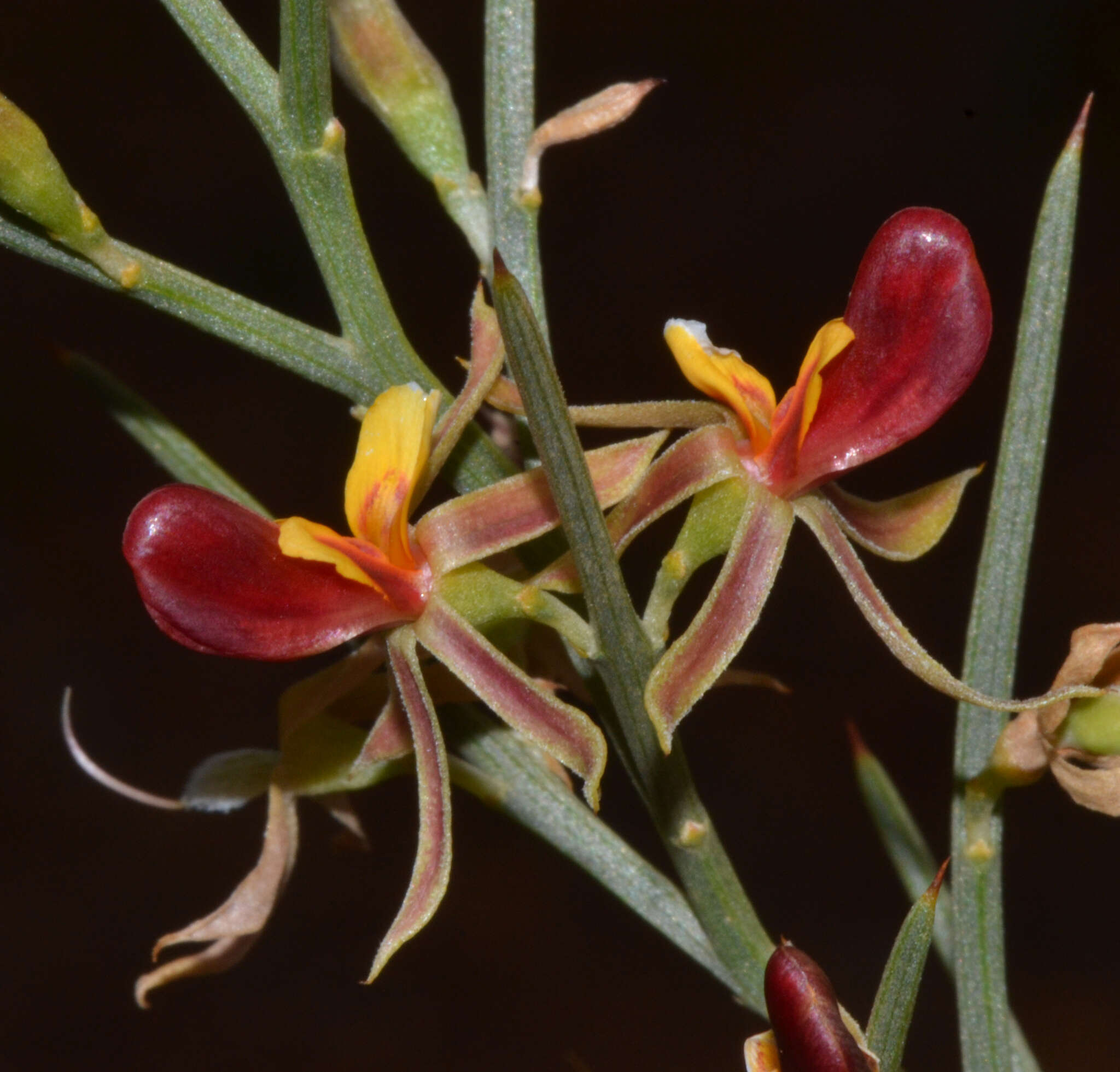 Image of <i>Jacksonia nutans</i>