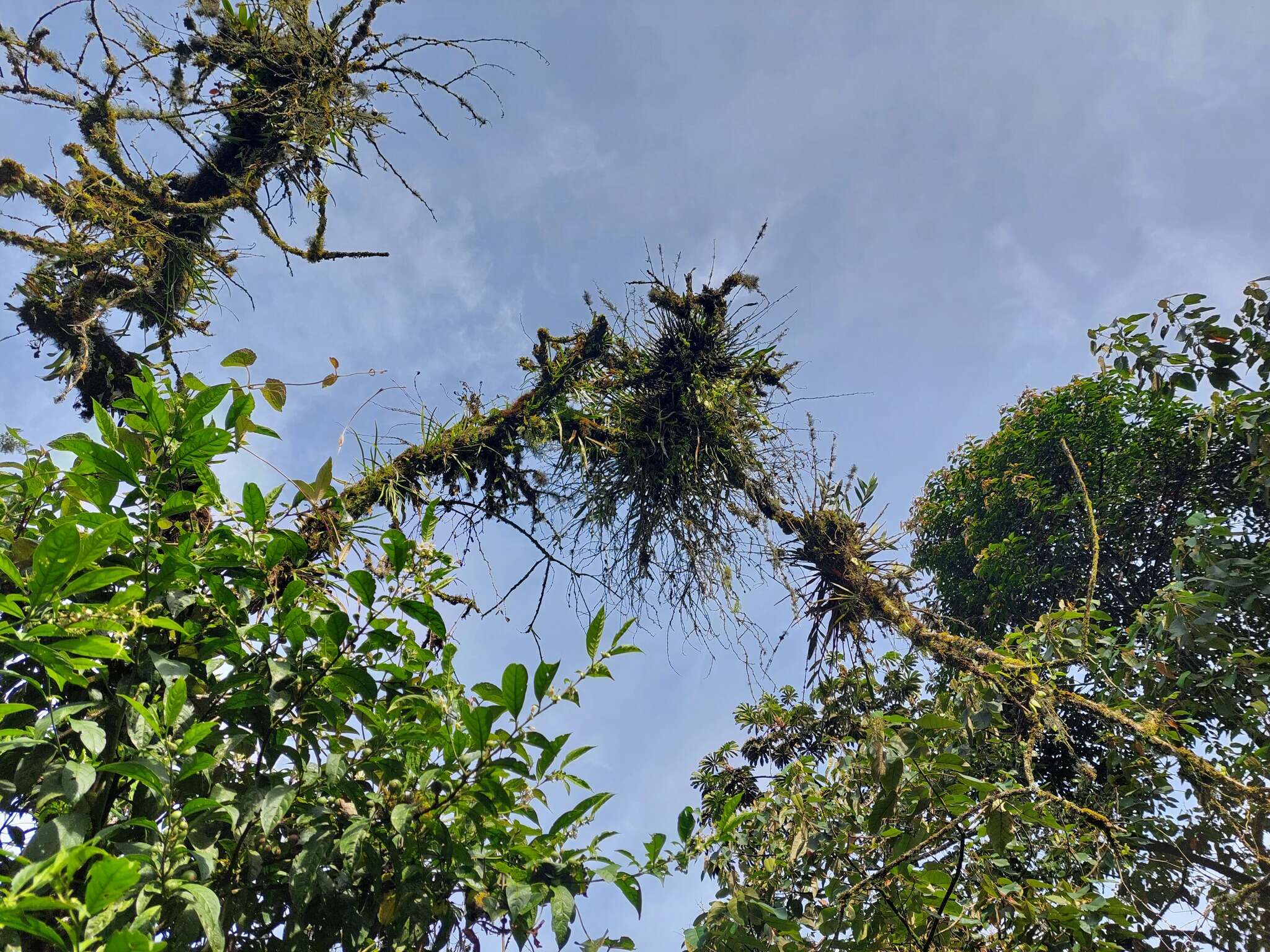 Image of Epidendrum blepharistes Barker ex Lindl.