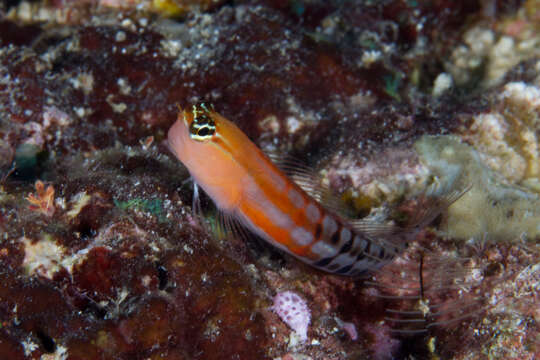 Image of Fiji clown blenny