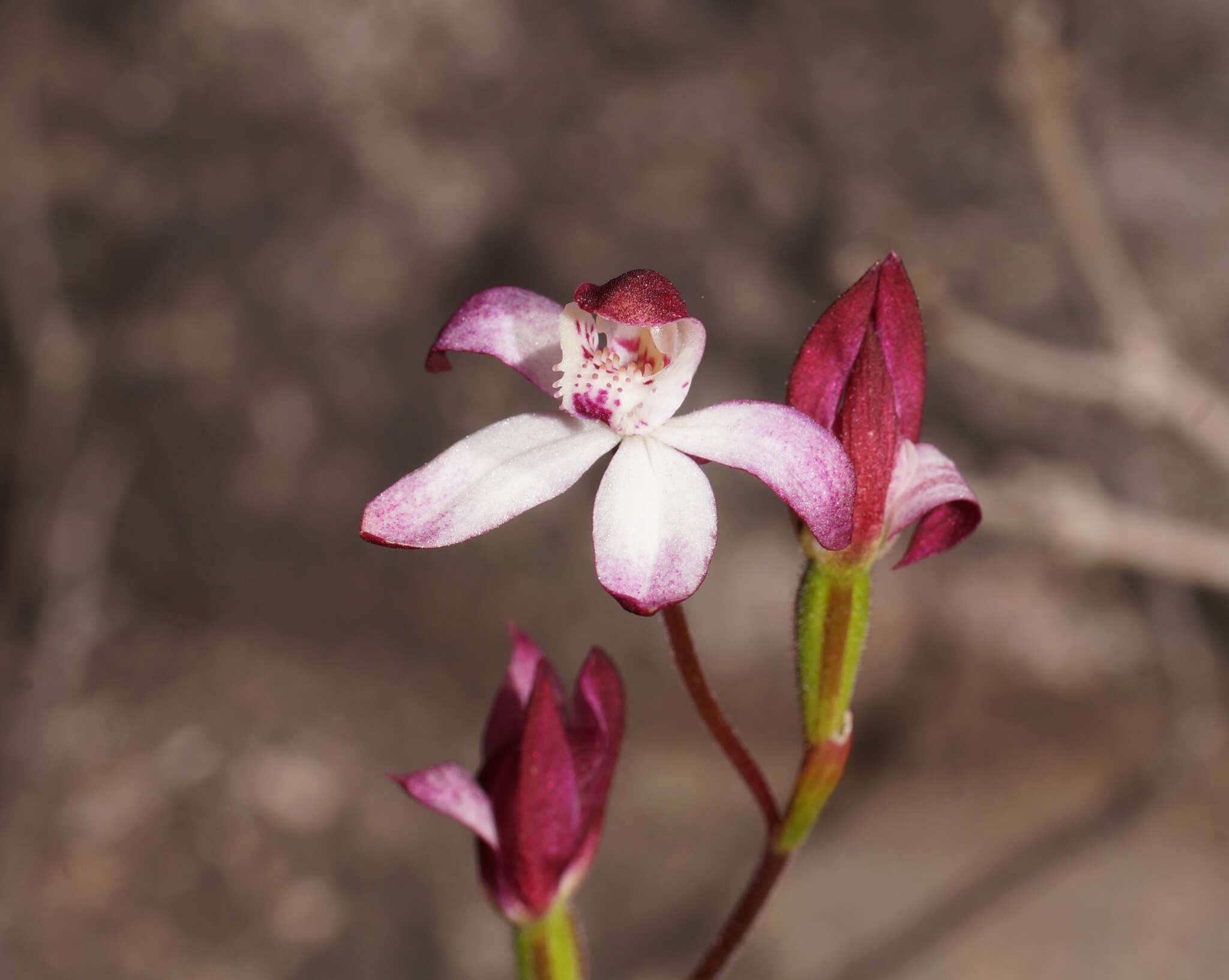 Image of Caladenia lyallii Hook. fil.