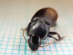 Image of Harpalus (Harpalus) tardus (Panzer 1796)