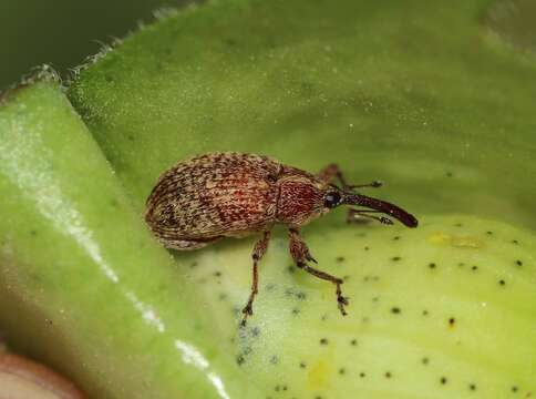 Image of Boll Weevil