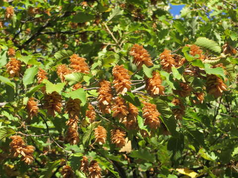 Image of European Hop-hornbeam