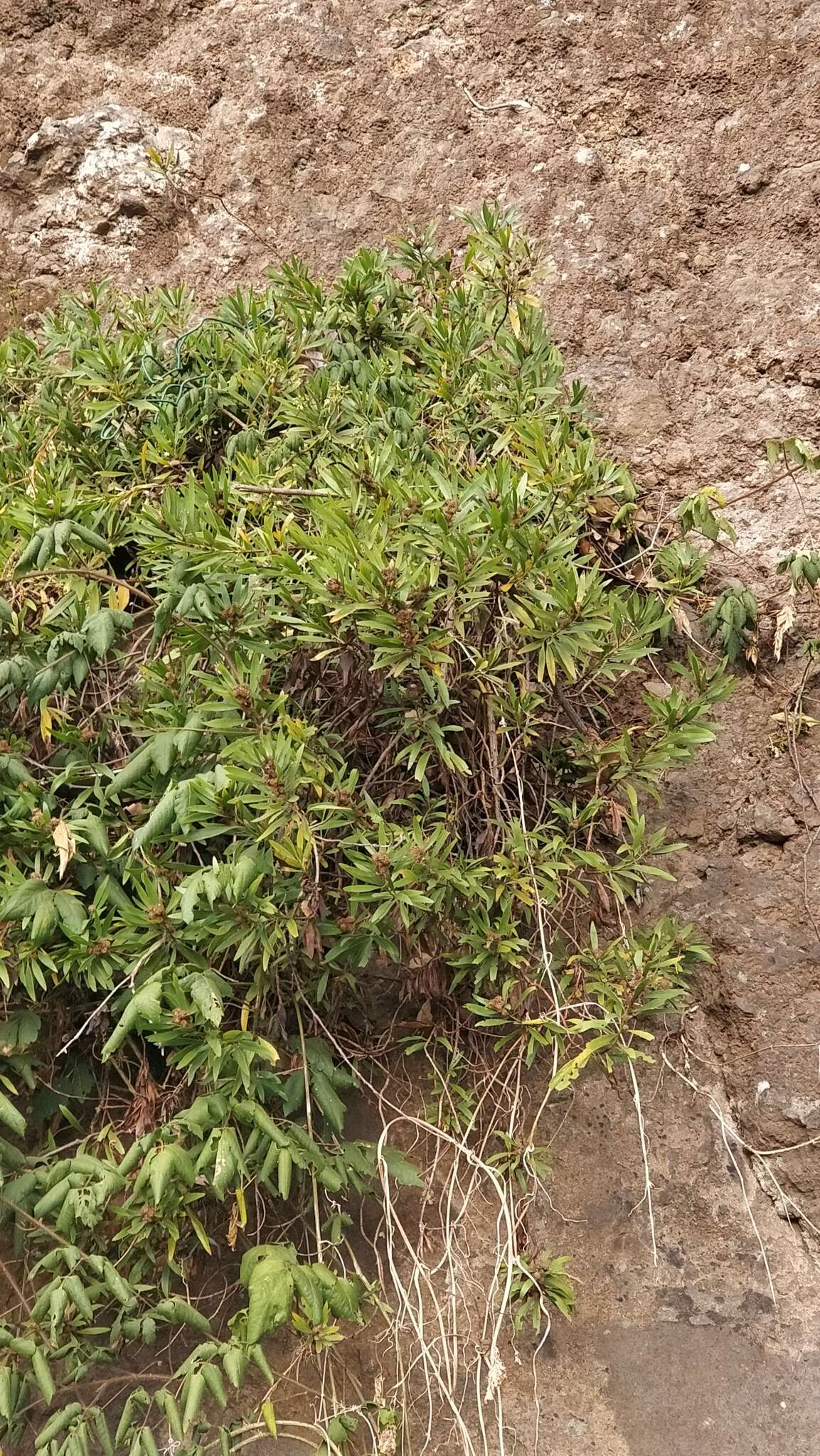 Image of Globularia salicina Lam.