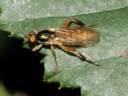 Image of Chorisops nagatomii Rozkosny 1979