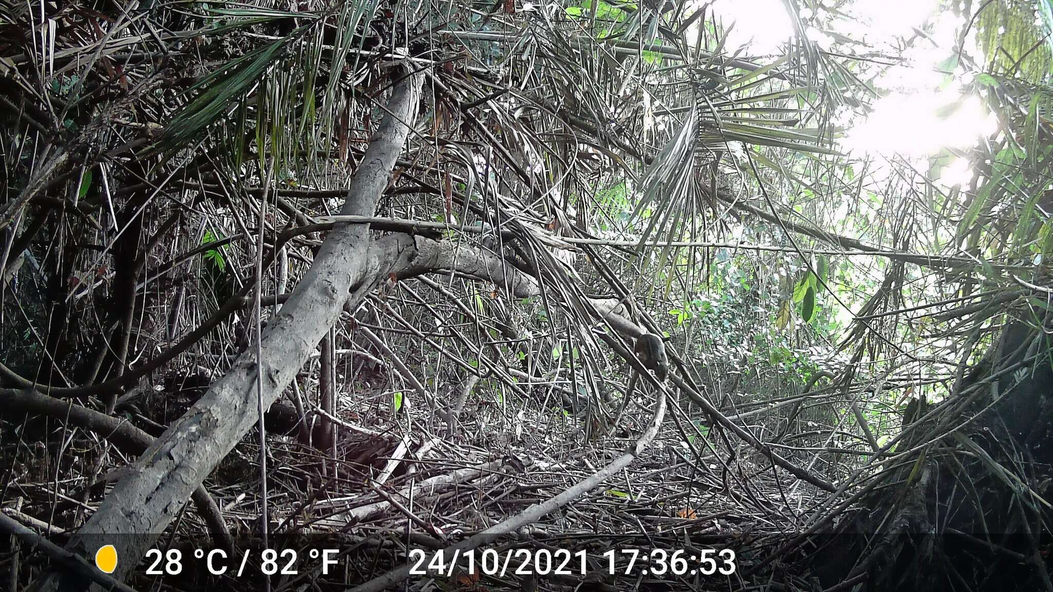 Image of Fire-footed Rope Squirrel