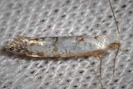 Image of Speckled Argyresthia