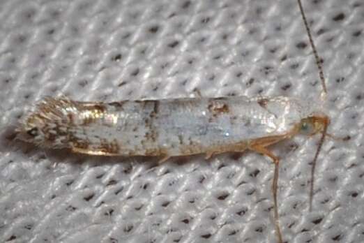 Image of Speckled Argyresthia