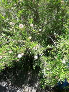 Image of Mexican Buttonbush