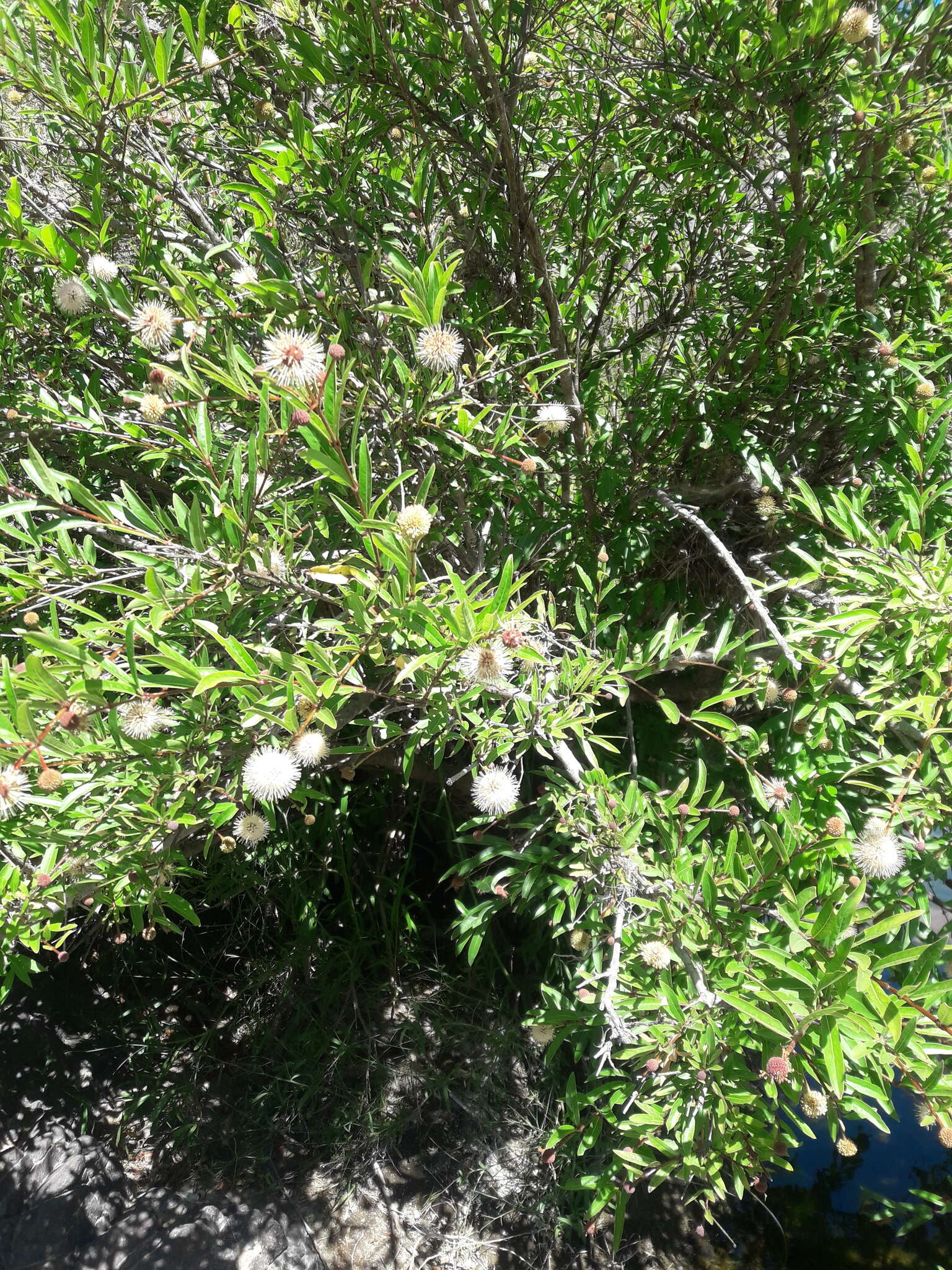 Image de Cephalanthus salicifolius Humb. & Bonpl.