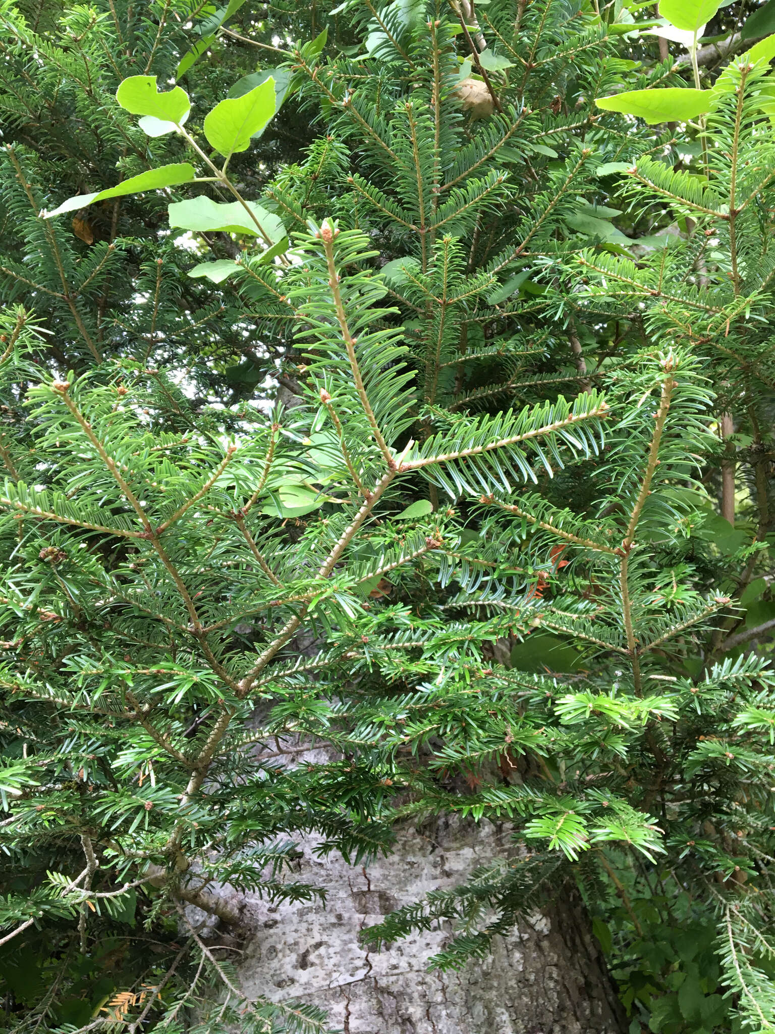 Image of Silver Fir