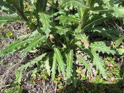 Plancia ëd Cirsium parryi (A. Gray) Petr.