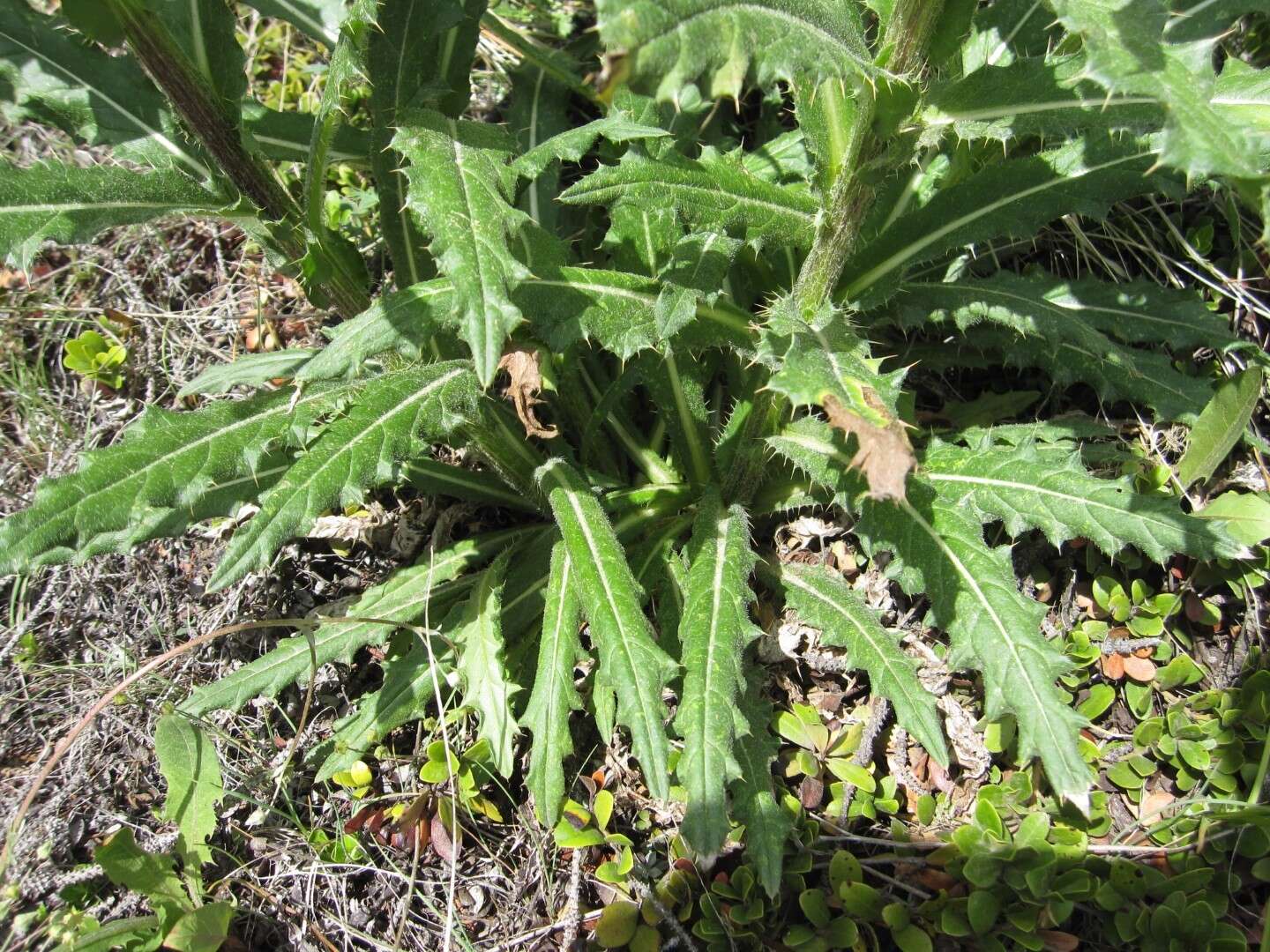 Plancia ëd Cirsium parryi (A. Gray) Petr.