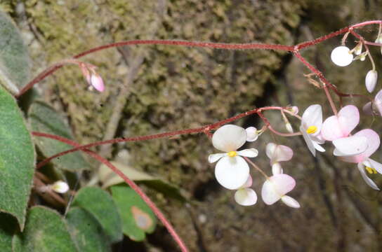 Image of Begonia peltata Otto & A. Dietr.