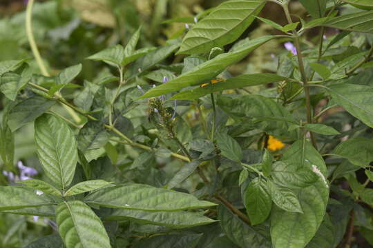 Image of Pseuderanthemum graciliflorum (Nees) Ridl.