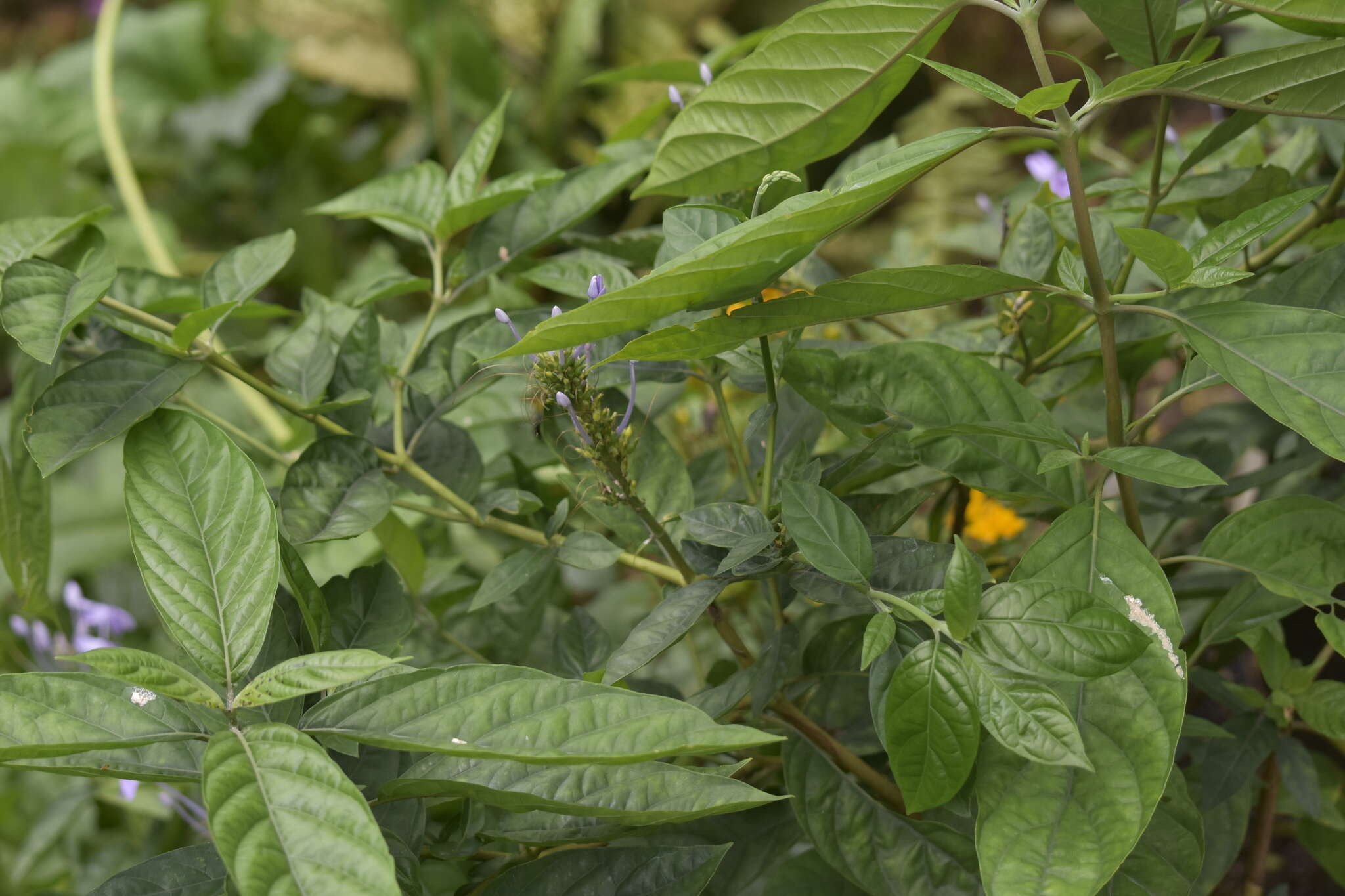 Pseuderanthemum graciliflorum (Nees) Ridl.的圖片