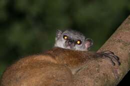 Image of Masoala Sportive Lemur