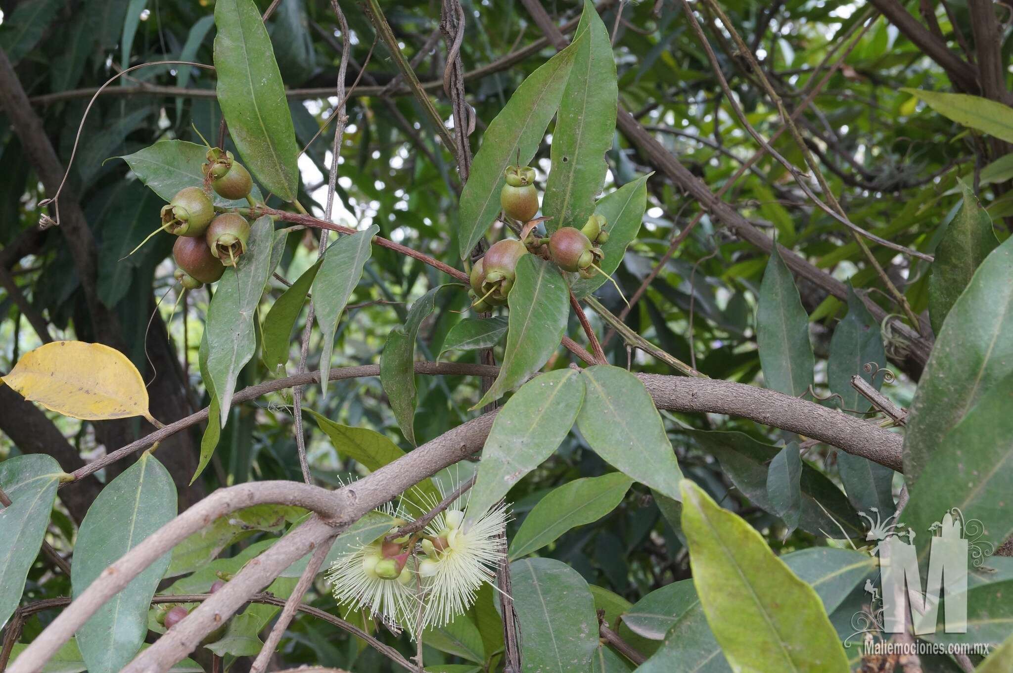 Image of Malabar plum