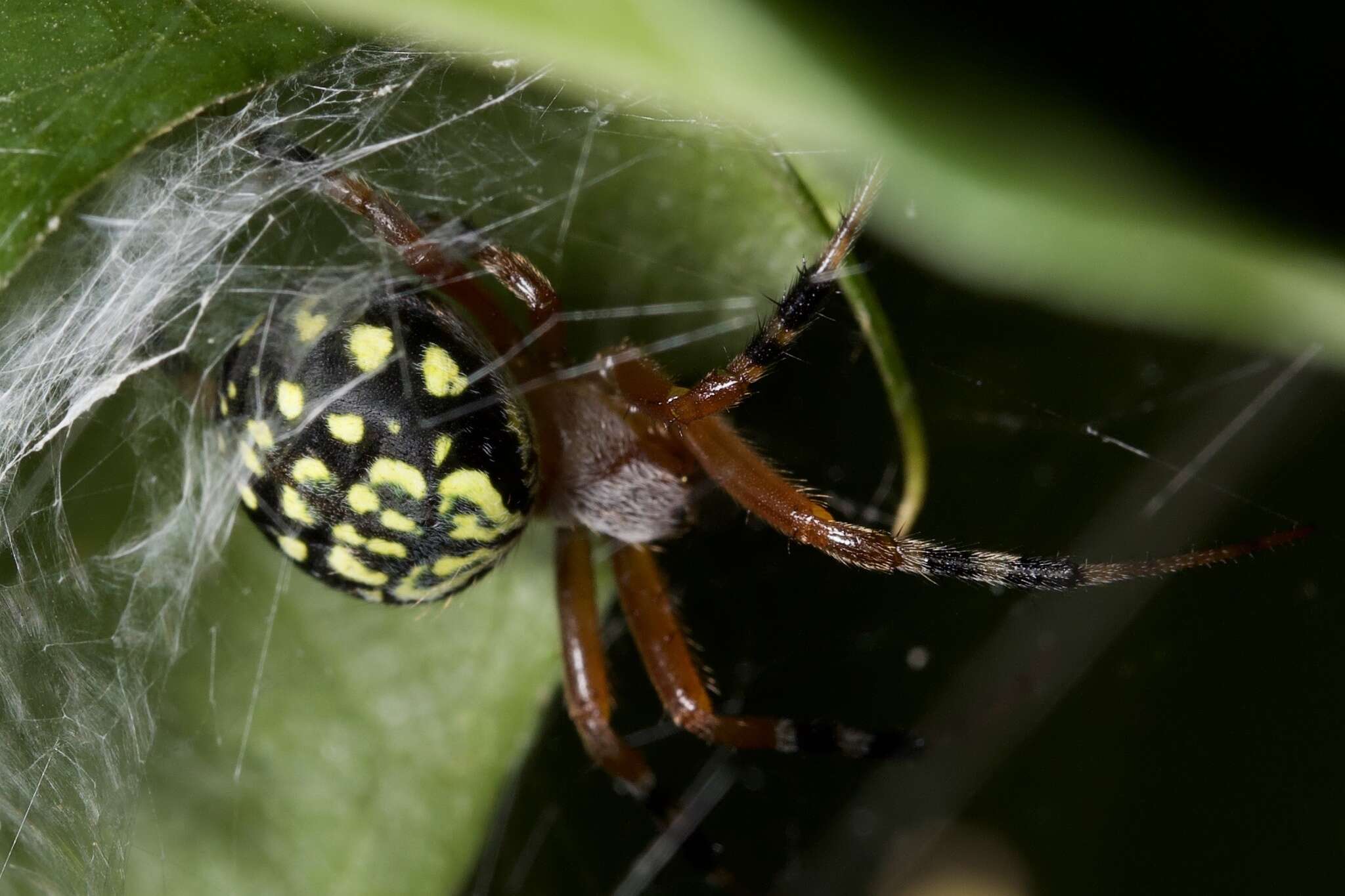 Imagem de Araneus workmani (Keyserling 1884)