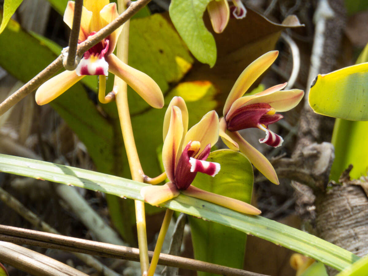 Cymbidium finlaysonianum Lindl.的圖片