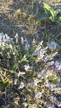 صورة Veronica capsellicarpa Dubovik