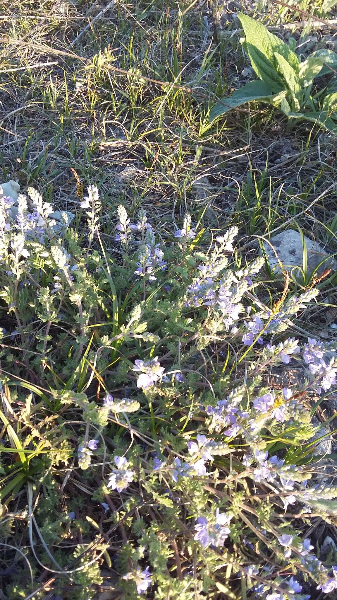 Image of Veronica capsellicarpa Dubovik