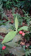 Image of Ardisia villosa Roxb.