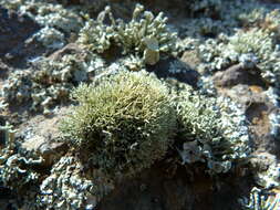 Image of Niebla ceruchoides Rundel & Bowler