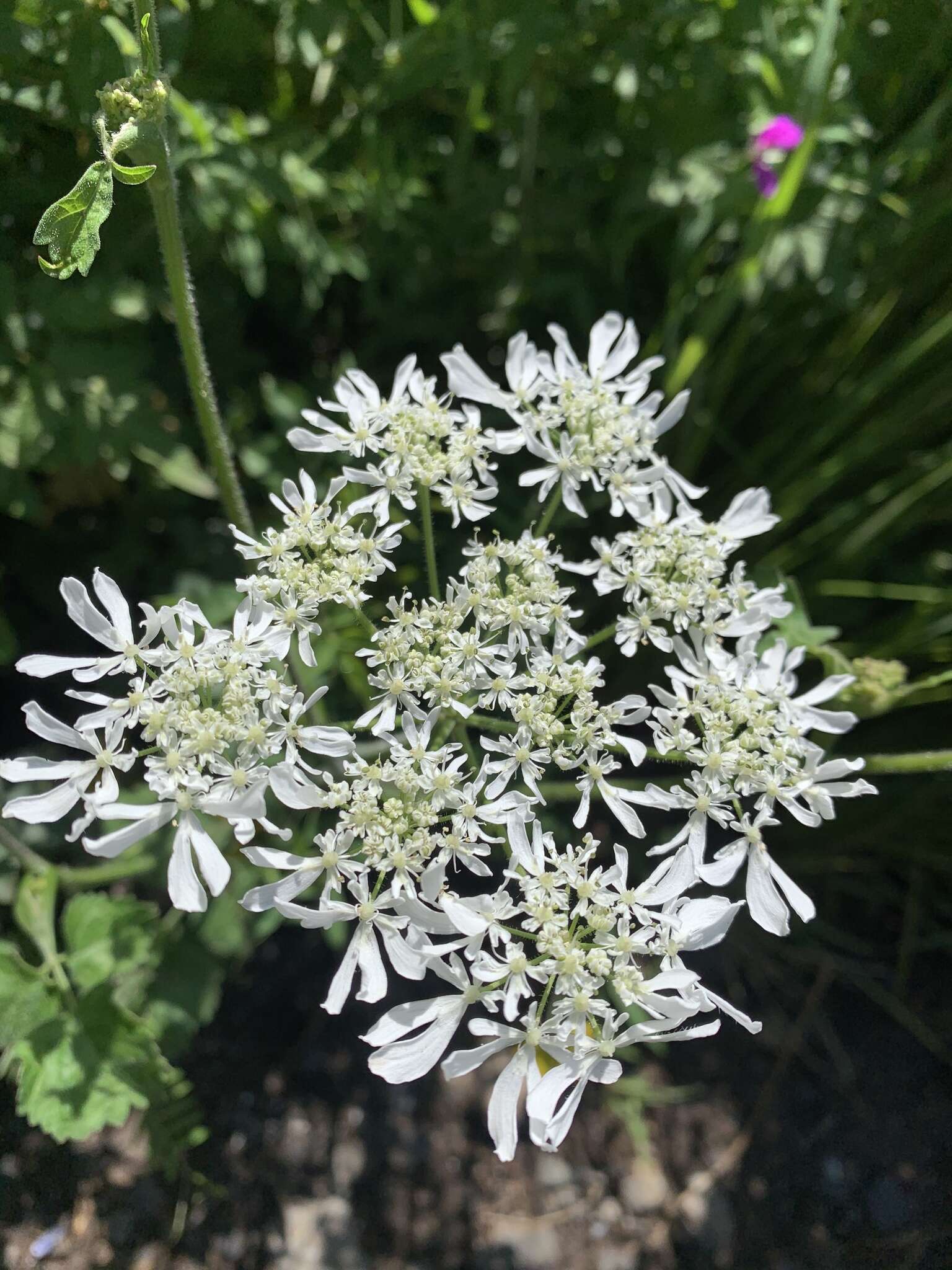 Heracleum chorodanum (Hoffm.) DC.的圖片