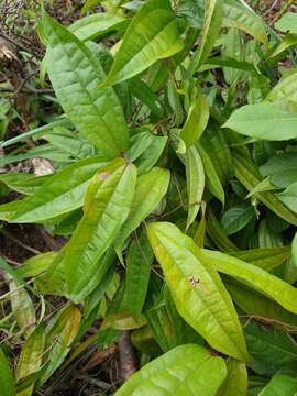 Image of Dioscorea analalavensis Jum. & H. Perrier