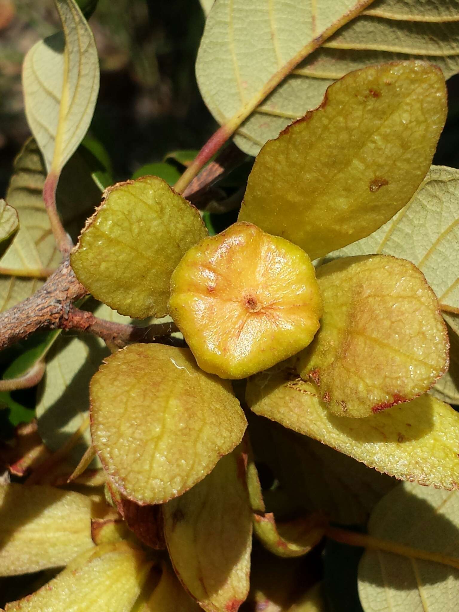 Imagem de Monotes madagascariensis Humbert