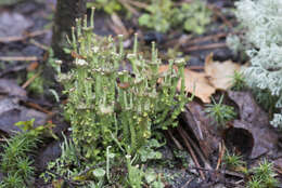 Image of cup lichen