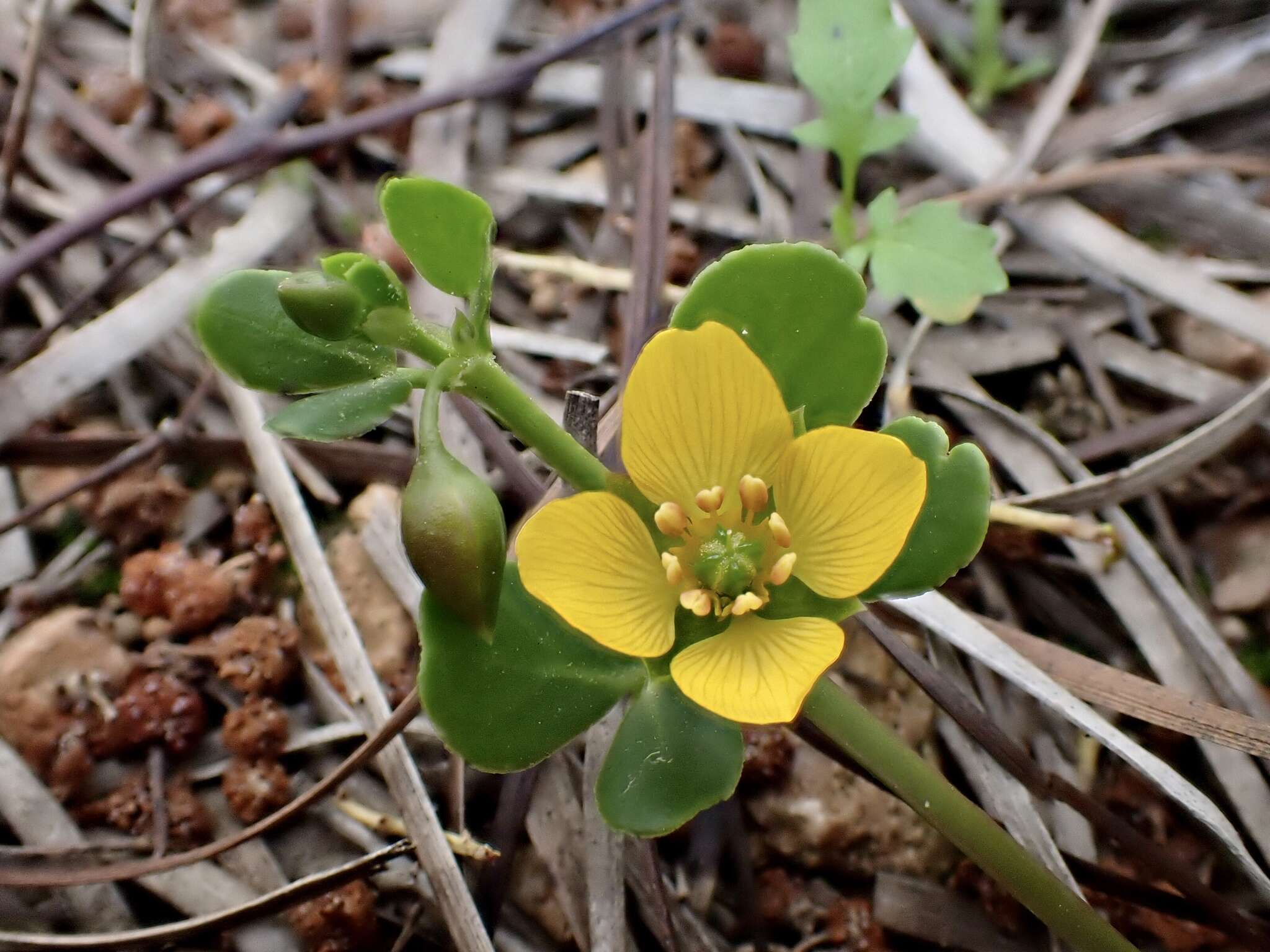 صورة Roepera glauca (F. Müll.) Beier & Thulin