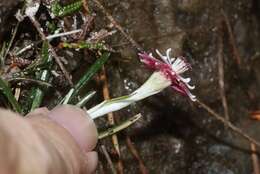 Image de Helichrysum pumilum Hook. fil.