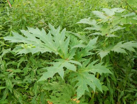 Image of Mantegazzi's Cow-Parsnip