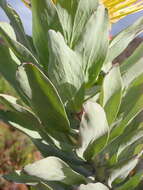 Image of Silver-leaf wheel pincushion