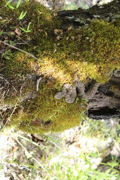 Crotalus lepidus maculosus Tanner, Dixon & Harris 1972 resmi