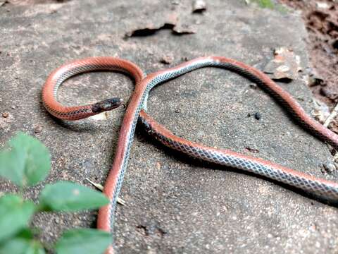 Image de Apostolepis dimidiata (Jan 1862)