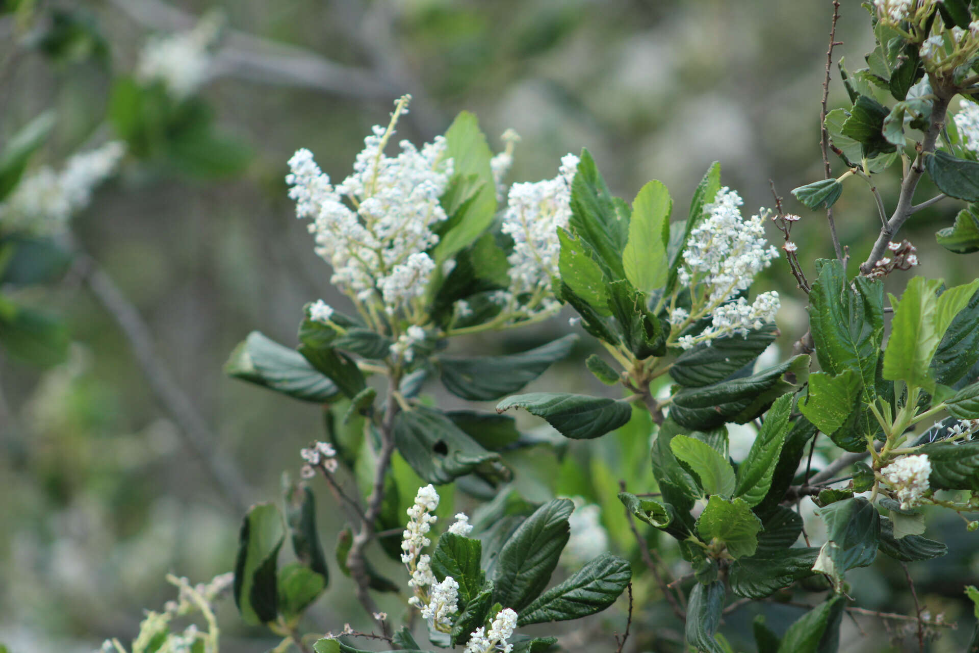 Image of feltleaf ceanothus