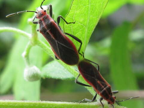 صورة Arocatus pseudosericans Gao, Kondorosy & Bu 2013