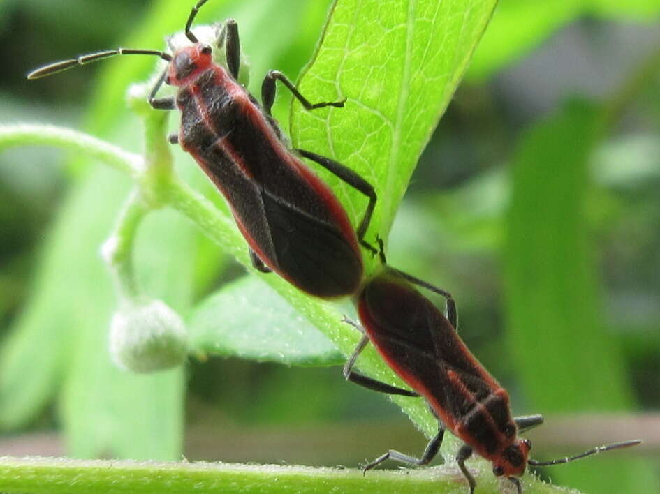 Image of Arocatus pseudosericans Gao, Kondorosy & Bu 2013