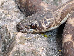 Image of Brazilian Spotted Night Snake